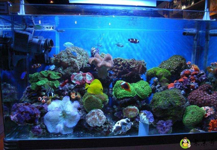 详细阅读:鱼缸水量计算公式 鱼缸水量计算公式