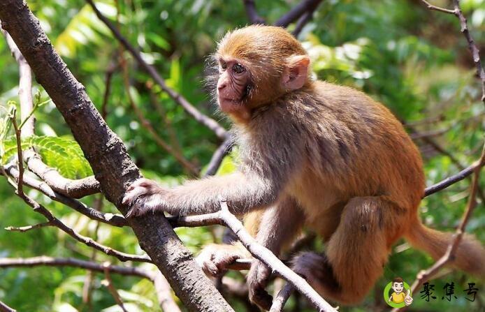 详细阅读:早雾闻声隐山巅是什么生肖 早雾闻声隐山巅是什么生肖