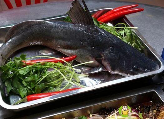 回头鱼和鲶鱼区别