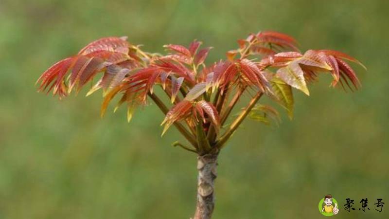 香椿过水要多久