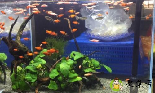 鱼缸雾蒙蒙的水怎么办