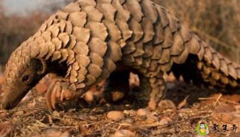 穿山甲会爬树吗