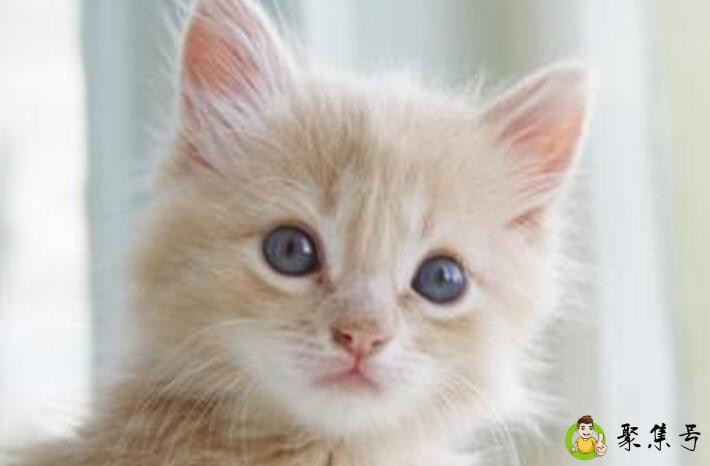 养猫上班要关笼子里吗