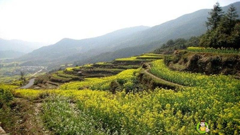 春江水暖鸭先知的意思