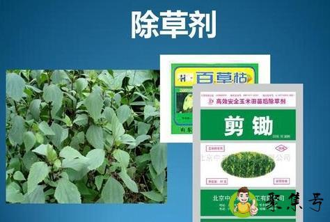 除草剂种类