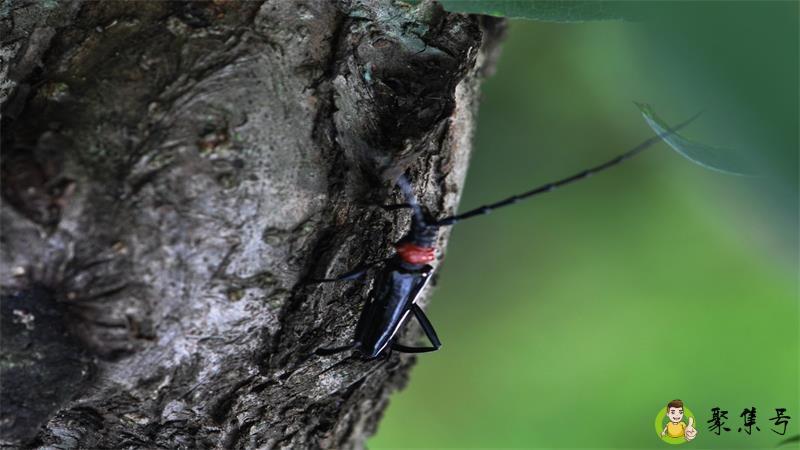 花牛是什么昆虫