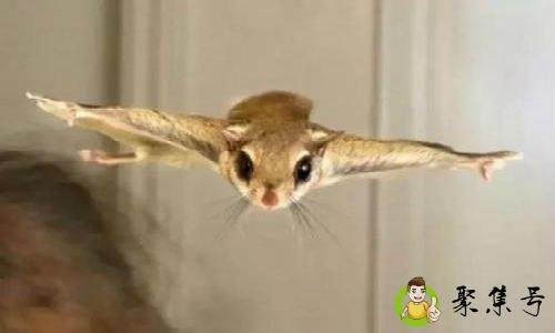 飞天虎指什么生肖