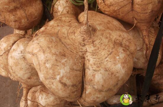 凉薯可以直接蒸熟吃吗