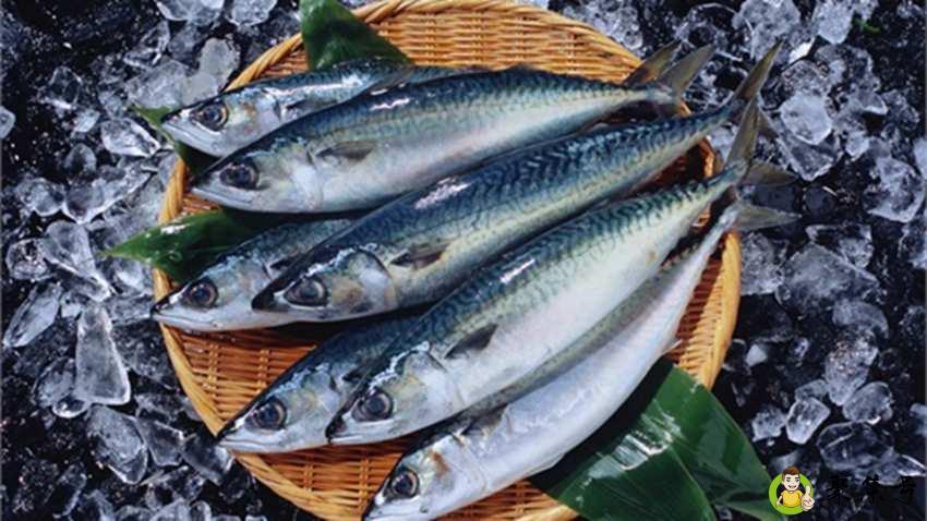 鱼的嗅觉能嗅多少米