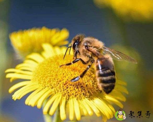 蜜蜂秋繁起止时间
