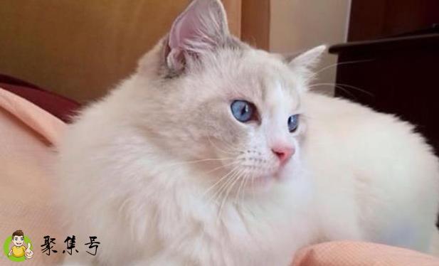 猫来家里有什么预兆，猫进家怎么办