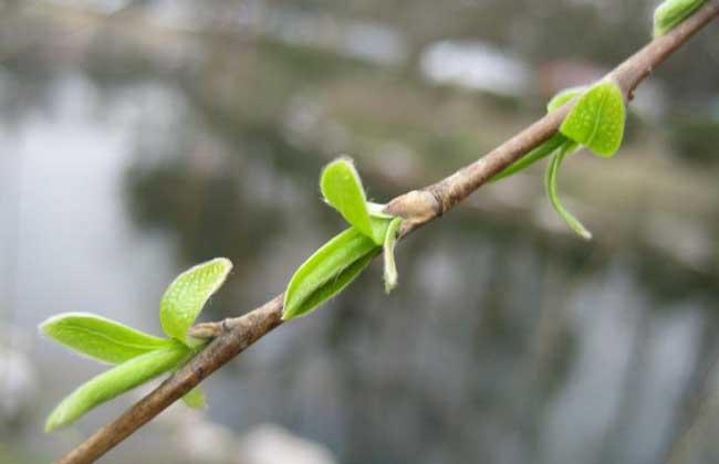 杭州柳树什么时候发芽，柳树什么时候开花