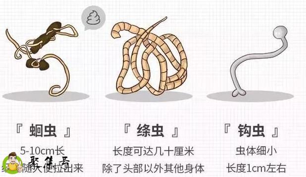 小猫多大喂打虫药？猫咪体内驱虫驱的是什么虫？