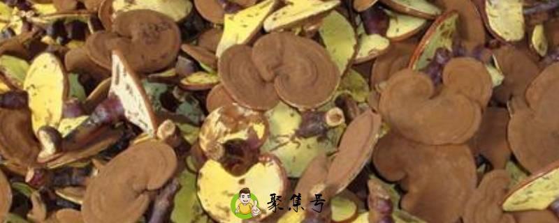 松树茸的主要功效是什么