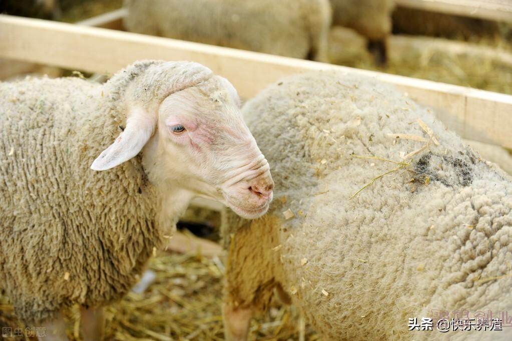 养50只母羊一年挣多少钱(养50只羊的成本是多少)