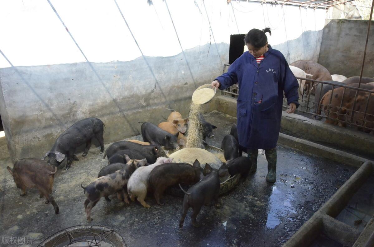 中国养猪网（养猪的利润与成本）