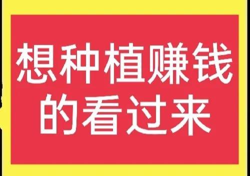 正规挣钱好门路(空地能做什么最赚钱)