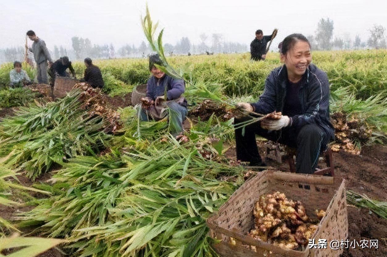 2021年在农村创业,到底种养什么最赚钱?这5个效益就很不错