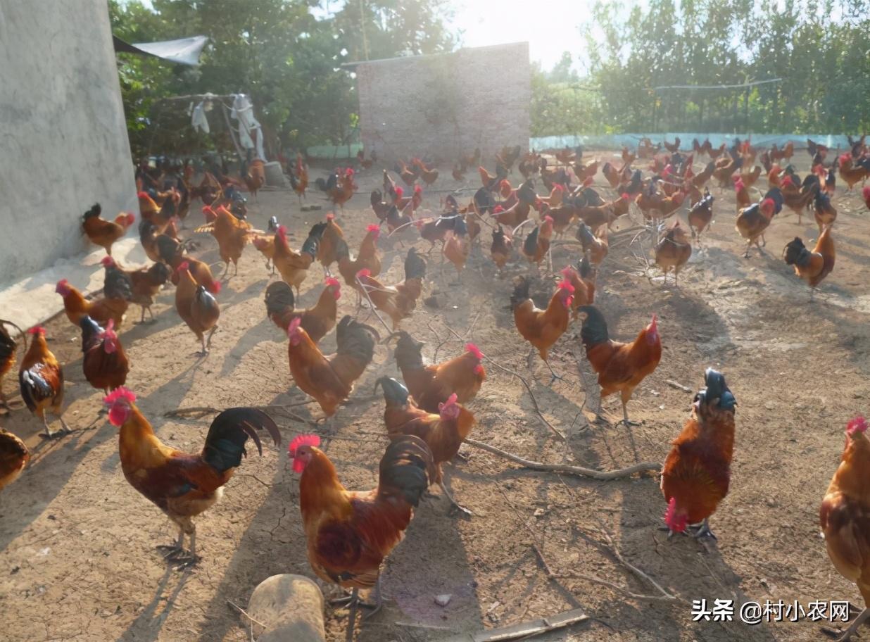 2021年在农村创业,到底种养什么最赚钱?这5个效益就很不错