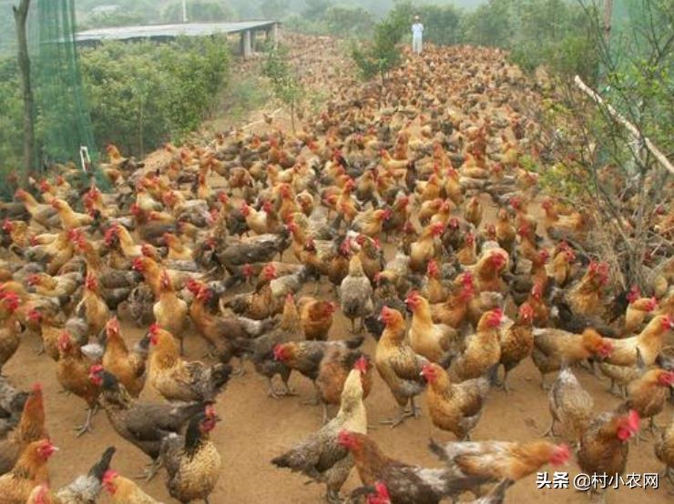 2021年在农村创业,到底种养什么最赚钱?这5个效益就很不错