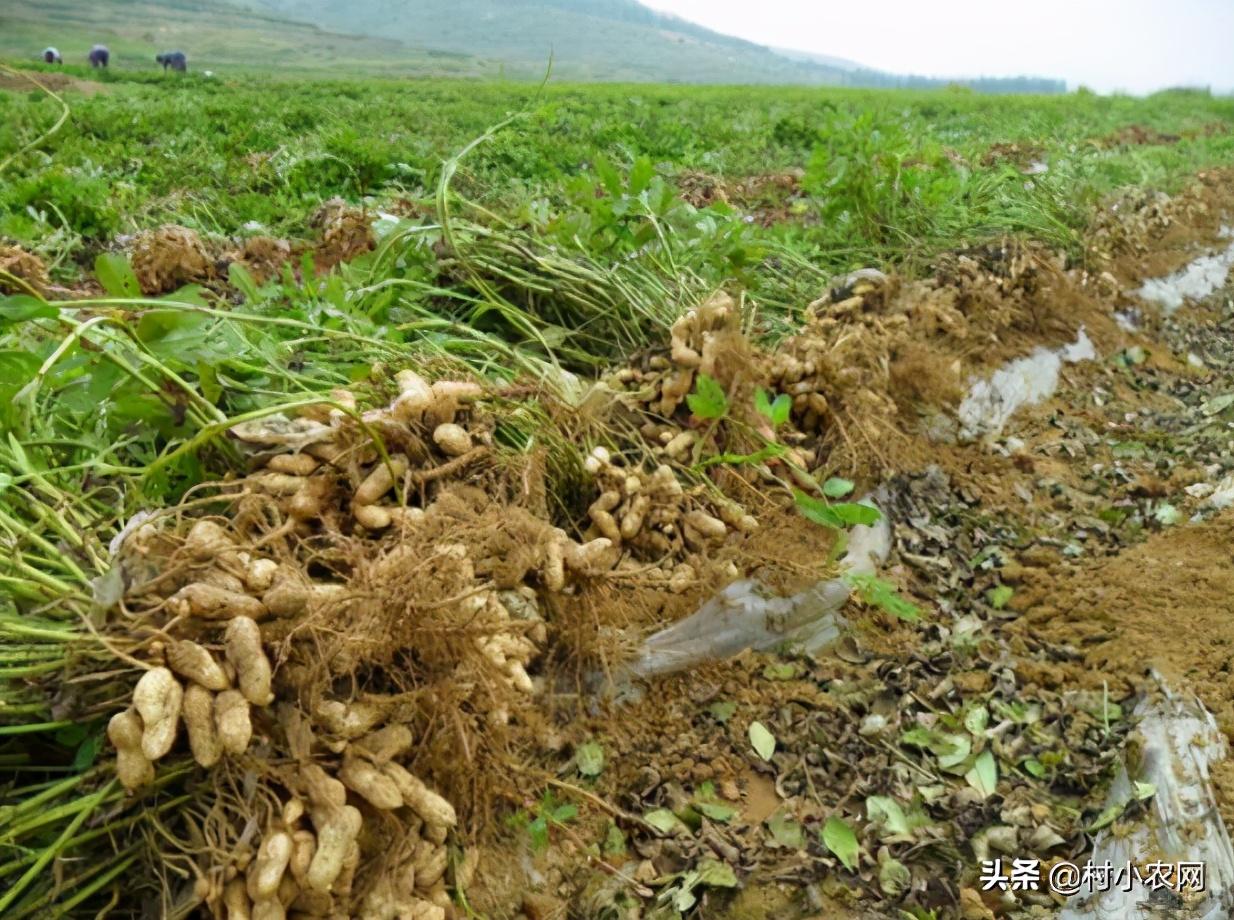 2021年在农村创业,到底种养什么最赚钱?这5个效益就很不错