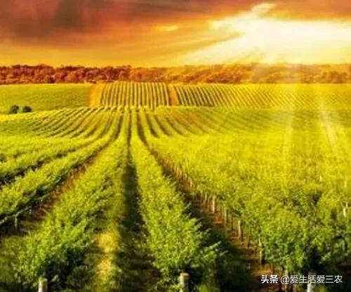 分享7大农村加工行业,想在农村开厂的来看看,附带详细方法!