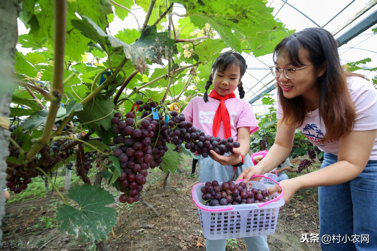 如今农村干什么赚钱?这6个农村致富项目,第5个零成本你也能干