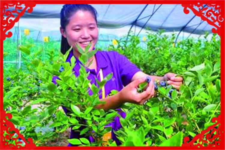 目前的农村种植什么好赚钱呢?这几种非常有前景,建议考察