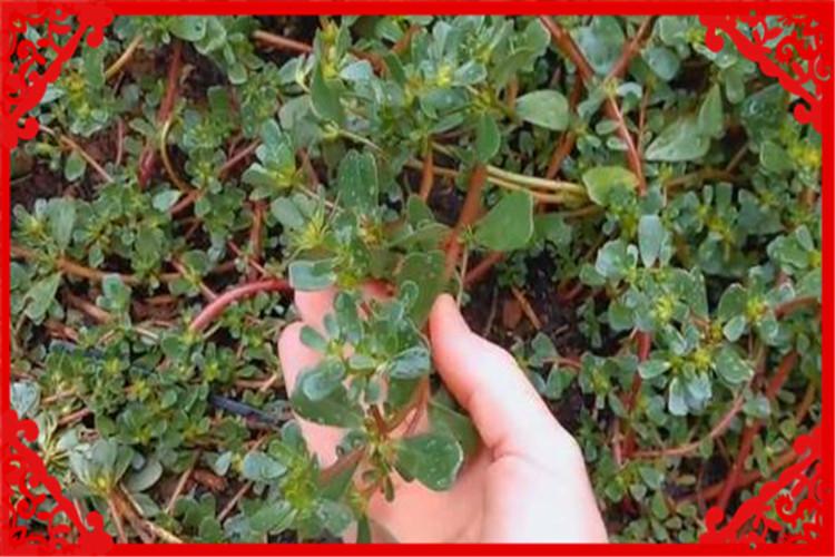 目前的农村种植什么好赚钱呢?这几种非常有前景,建议考察