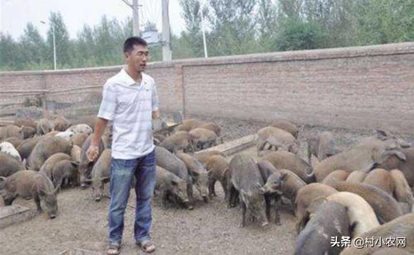现在养殖什么最赚钱见效快（在家小面积养什么挣钱）