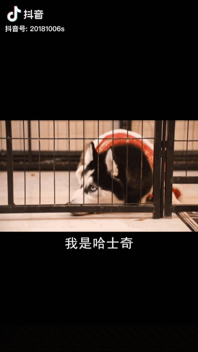 抖音如何拍,才能让用户牢牢地记住你?
