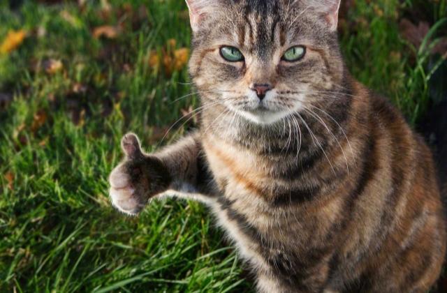 朋友圈求点赞的句子 麻烦朋友们点赞的话语