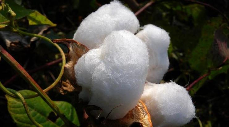 农民做这十个项目,又有补贴又能赚钱