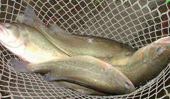 农民做这十个项目,又有补贴又能赚钱