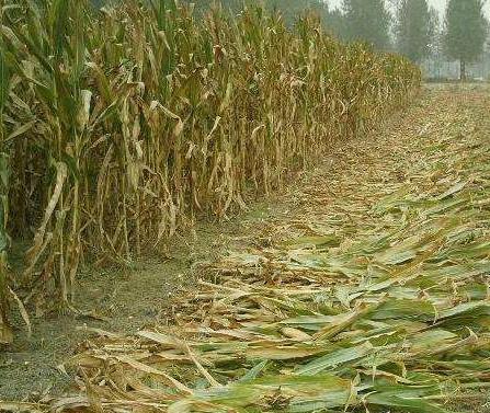 农民做这十个项目,又有补贴又能赚钱