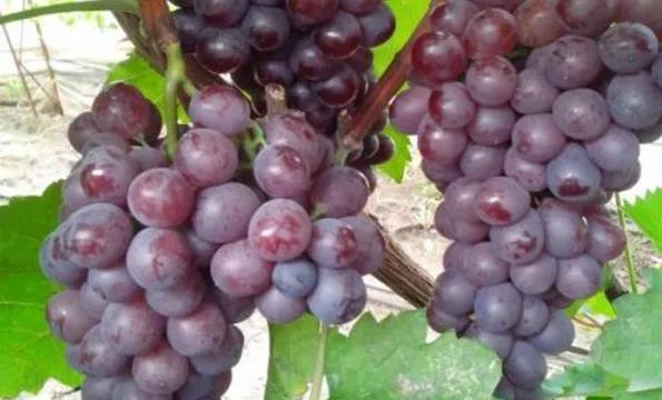 最适合农民种植的5个项目,价格高,产量大,一亩就能收入上万元