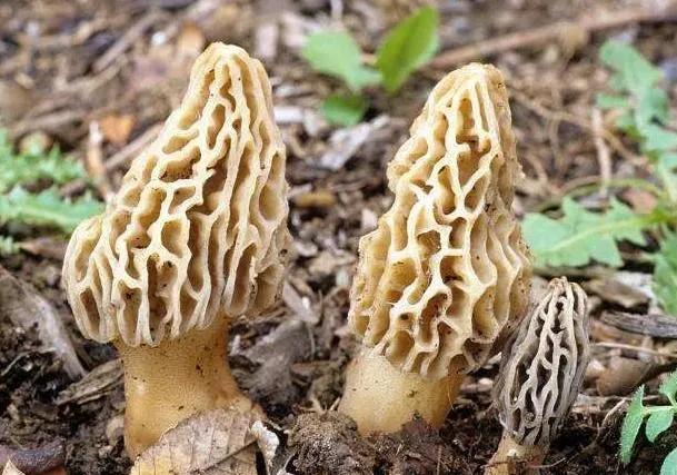 最适合农民种植的5个项目,价格高,产量大,一亩就能收入上万元