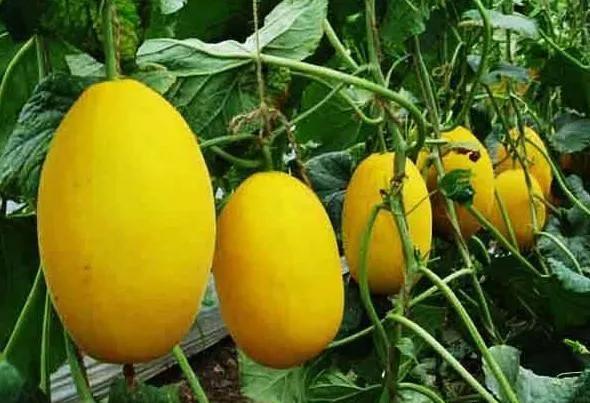 最适合农民种植的5个项目,价格高,产量大,一亩就能收入上万元