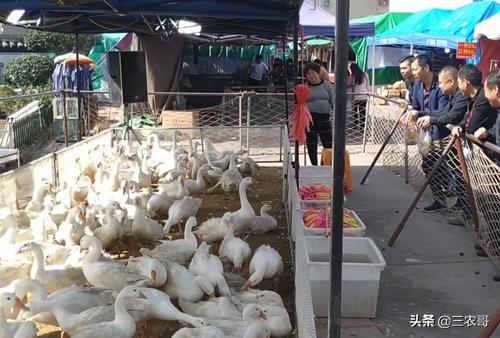 农村20多个门路赚的钱不少,也许比你打工强