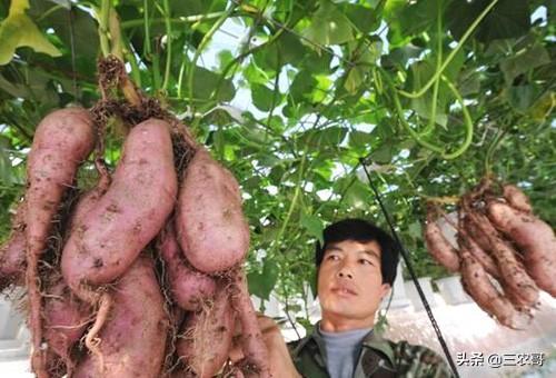 农村20多个门路赚的钱不少,也许比你打工强