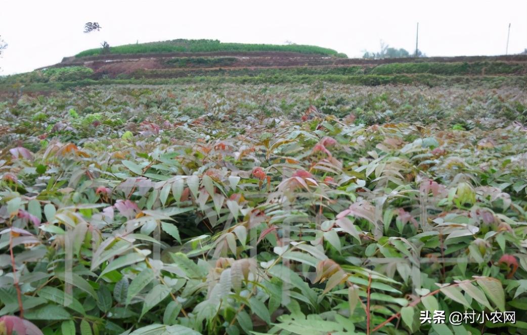 2021年农村创业,种植养殖啥能致富?这10个项目不比打工差