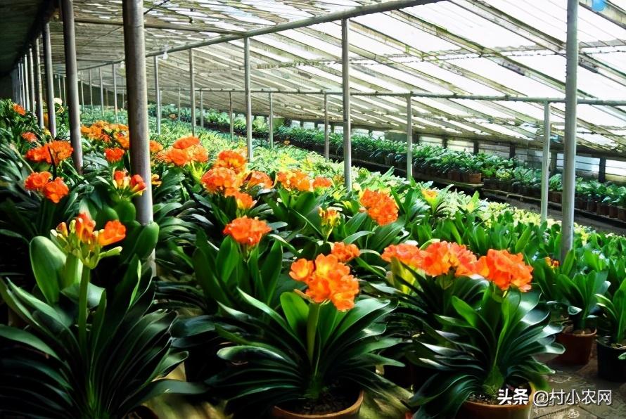 2021年农村创业,种植养殖啥能致富?这10个项目不比打工差