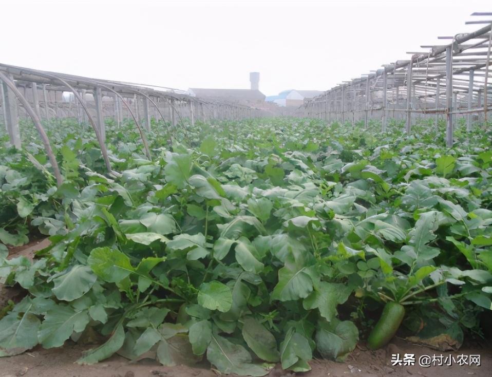 2021年农村创业,种植养殖啥能致富?这10个项目不比打工差
