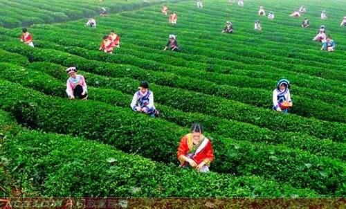 淘宝茶叶代理需要什么条件（开茶叶网店的技巧）