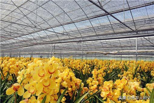 2020年在农村干什么能挣钱?推荐这六个农村致富项目!