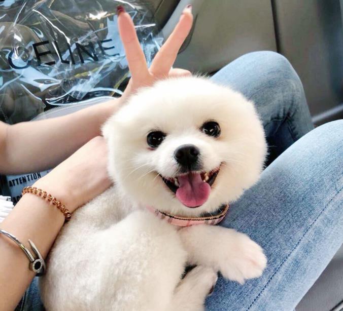 养狗小知识:狗狗长期吃天然粮,这些好处“不请自来”