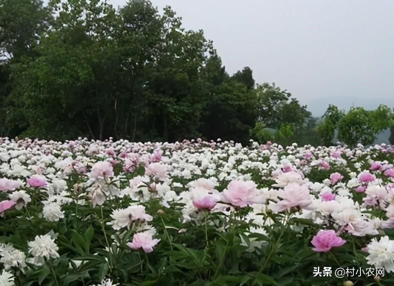 农村创业干啥最赚钱?这12个农村致富好项目,你值得一试