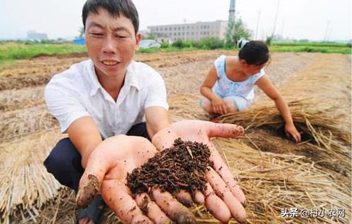 农村创业干啥最赚钱?这12个农村致富好项目,你值得一试