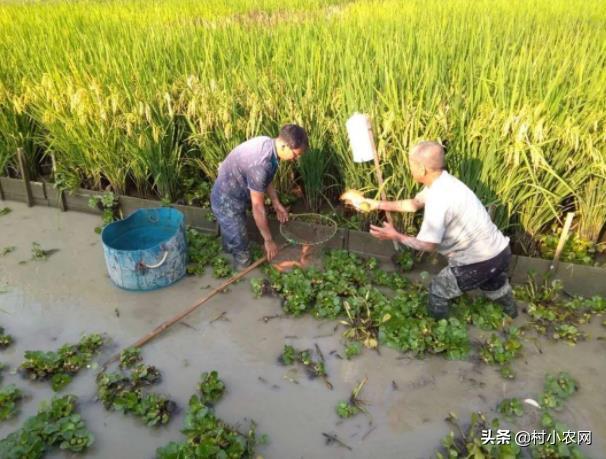 农村创业干啥最赚钱?这12个农村致富好项目,你值得一试