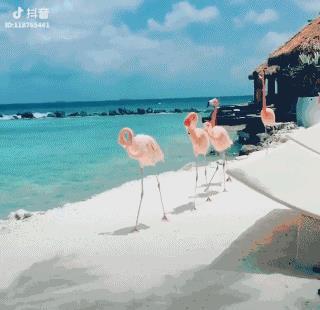 最全抖音上推荐干货整理,吐血推荐!